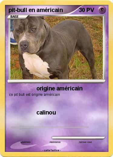 Pokemon pit-bull en américain