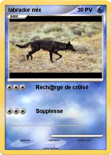 Pokemon labrador mix
