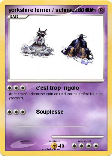 Pokemon yorkshire terrier / schnauzer nain