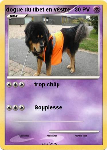 Pokemon dogue du tibet en v£stre