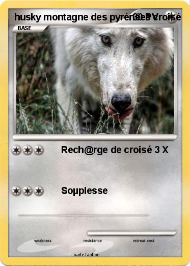 Pokemon husky montagne des pyrénées croisé