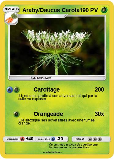 Pokemon Araby/Daucus Carota