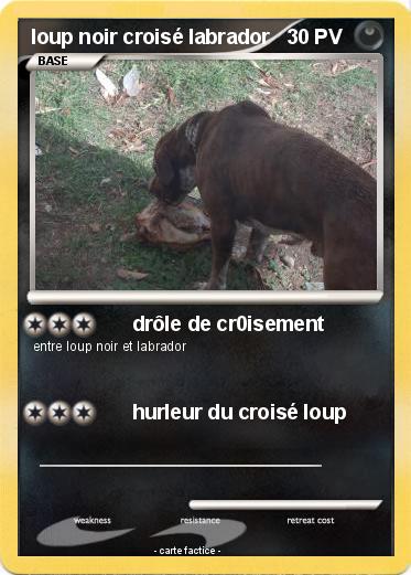 Pokemon loup noir croisé labrador