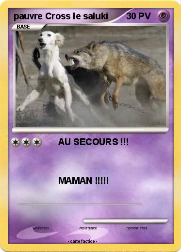 Pokemon pauvre Cross le saluki