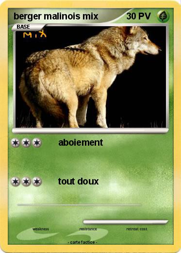 Pokemon berger malinois mix