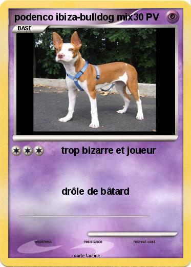 Pokemon podenco ibiza-bulldog mix Pokemon podenco ibiza-bulldog mix