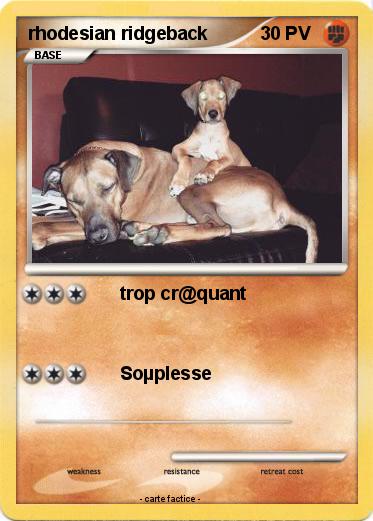 Pokemon rhodesian ridgeback