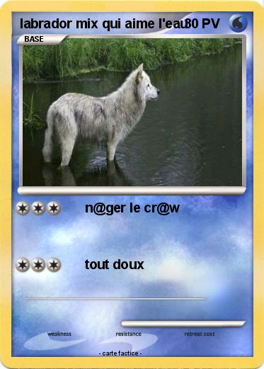 Pokemon labrador mix qui aime l'eau