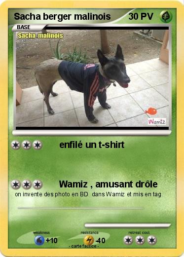 Pokemon Sacha berger malinois