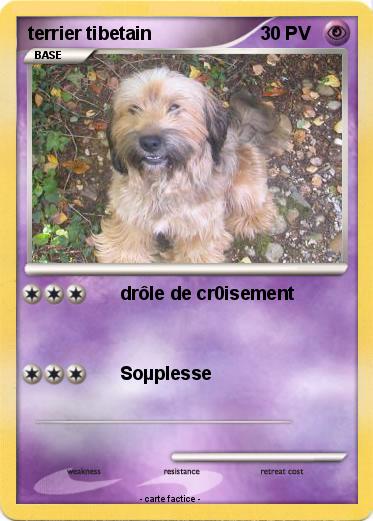 Pokemon terrier tibetain