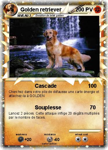 Pokemon Golden retriever