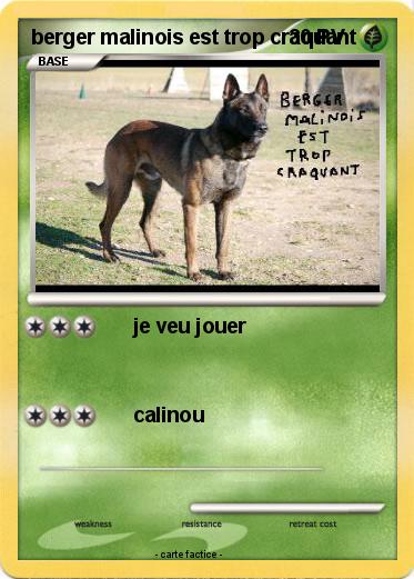 Pokemon berger malinois est trop craquant