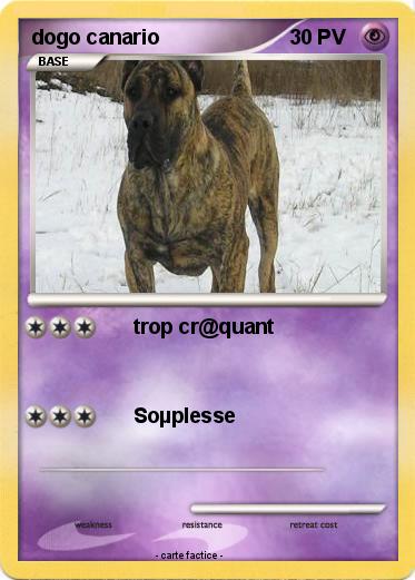 Pokemon dogo canario