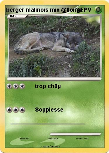 Pokemon berger malinois mix @llongé