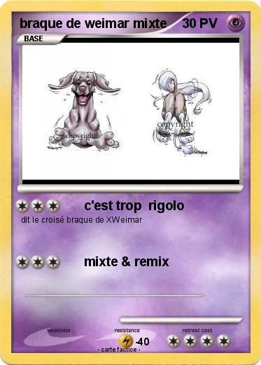 Pokemon braque de weimar mixte