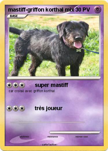 Pokemon mastiff-griffon korthal mix