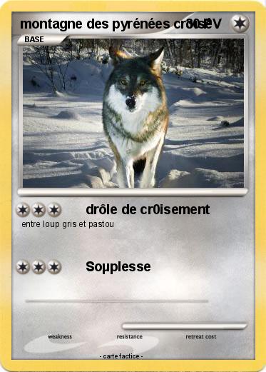 Pokemon montagne des pyrénées croisé