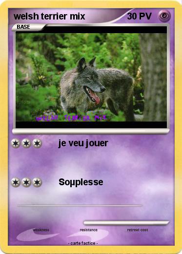 Pokemon welsh terrier mix