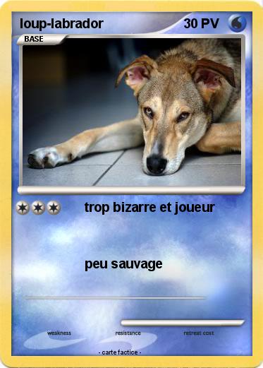 Pokemon loup-labrador