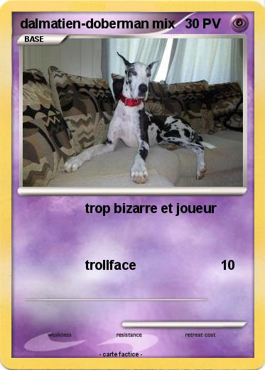 Pokemon dalmatien-doberman mix