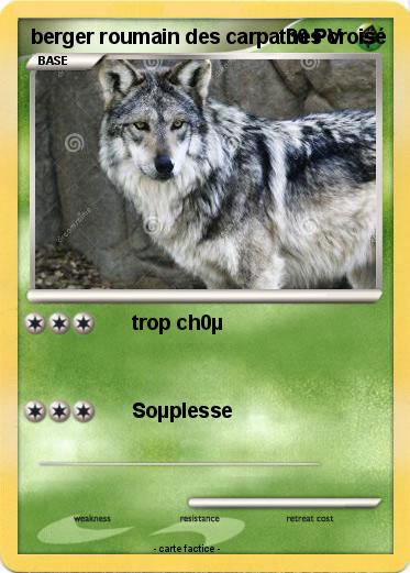 Pokemon berger roumain des carpathes croisé