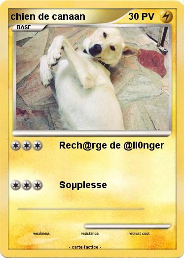 Pokemon chien de canaan