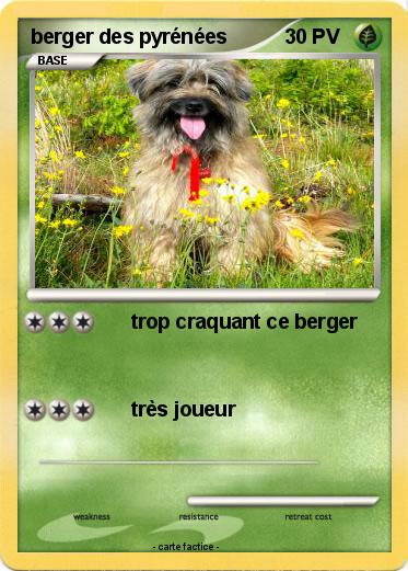 Pokemon berger des pyrénées