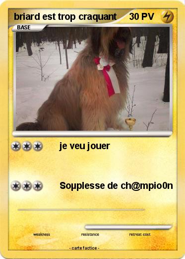 Pokemon briard est trop craquant