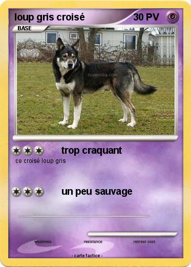 Pokemon loup gris croisé