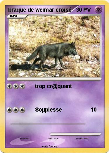 Pokemon braque de weimar croisé