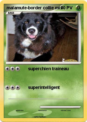 Pokemon malamute-border collie mix