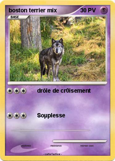 Pokemon boston terrier mix