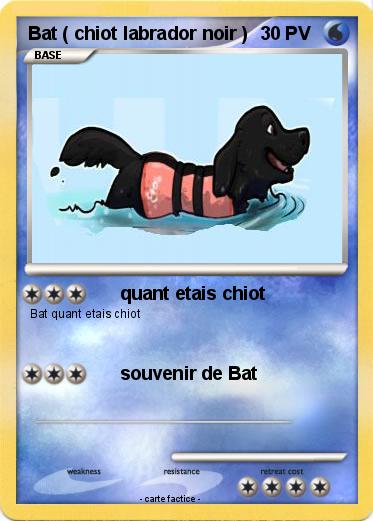 Pokemon Bat ( chiot labrador noir )