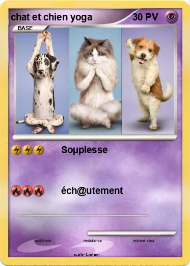 Pokemon chat et chien yoga