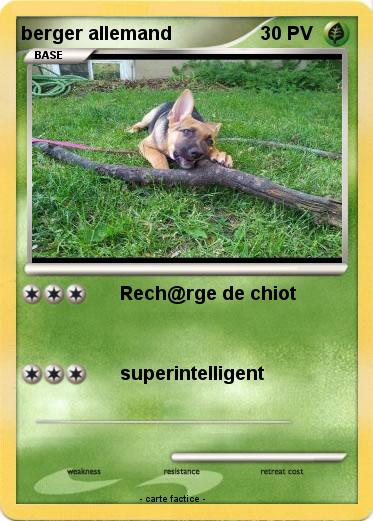 Pokemon berger allemand