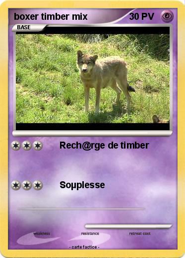 Pokemon boxer timber mix