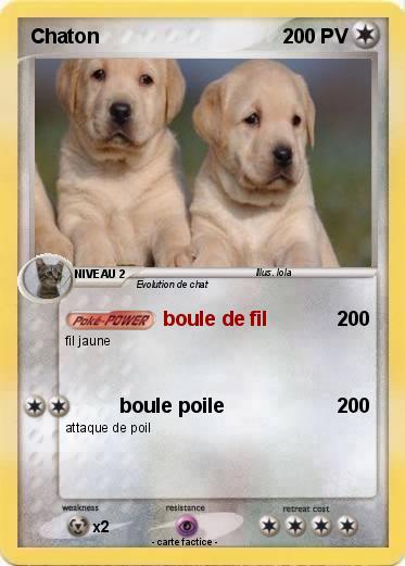 Pokemon Chaton
