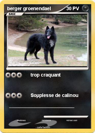 Pokemon berger groenendael