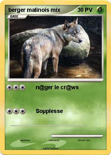 Pokemon berger malinois mix