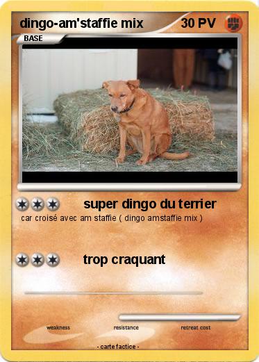 Pokemon dingo-am'staffie mix