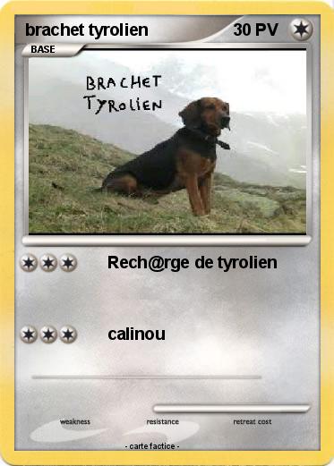 Pokemon brachet tyrolien