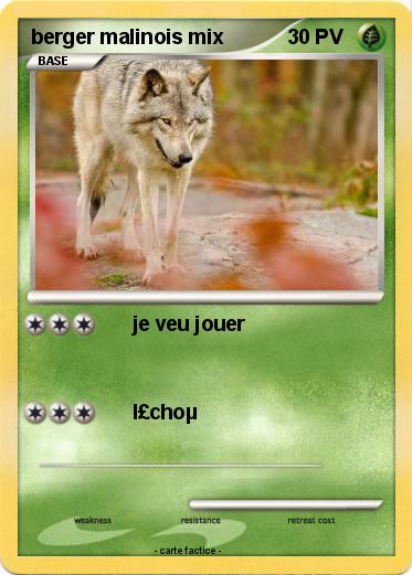 Pokemon berger malinois mix