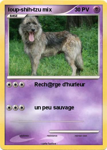 Pokemon loup-shih-tzu mix
