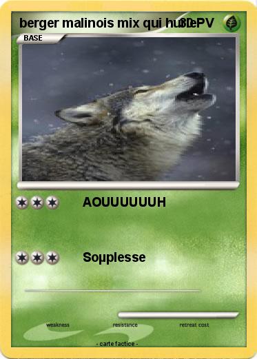 Pokemon berger malinois mix qui hurle