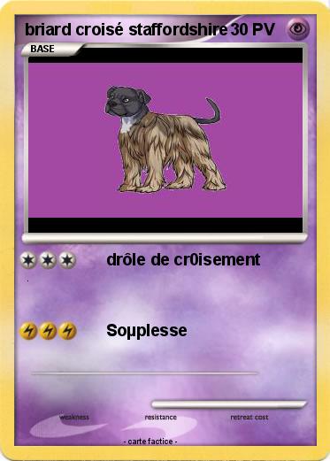 Pokemon briard croisé staffordshire
