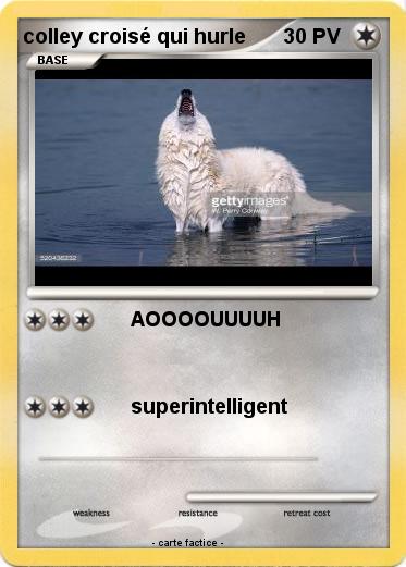 Pokemon colley croisé qui hurle