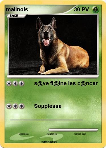 Pokemon malinois