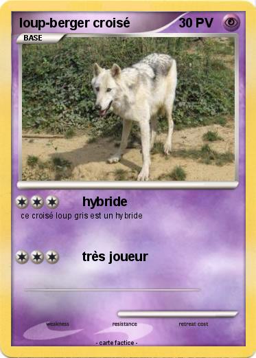 Pokemon loup-berger croisé