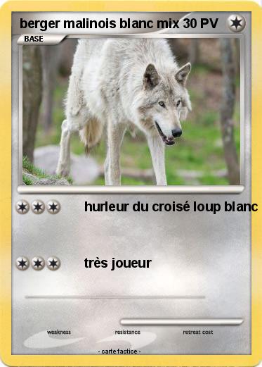Pokemon berger malinois blanc mix