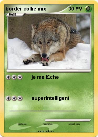 Pokemon border collie mix
